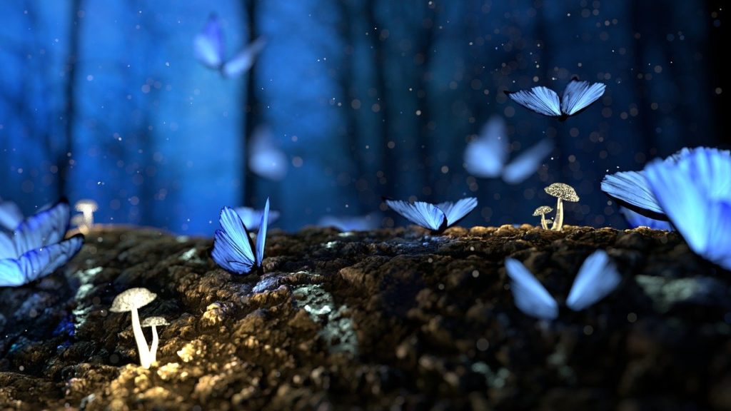 Butterfly 2049567 1280 1024x576