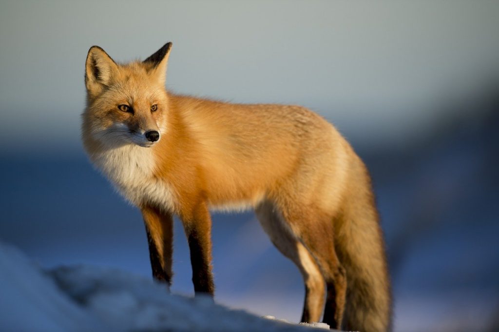 Animal 1867062 1280 1024x681